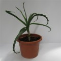 Aloe stromovitá (Aloe arborescens)
