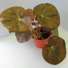 Begonia