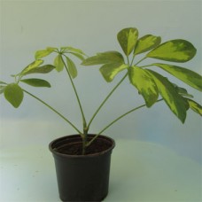 Schefflera