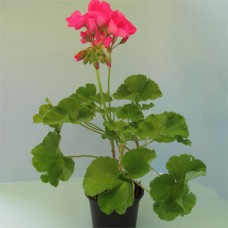 Anglický muškát - Pelargonium Grandiflorum