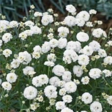 Achillea