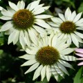 Třapatka Echinacea(bílá, Alba)