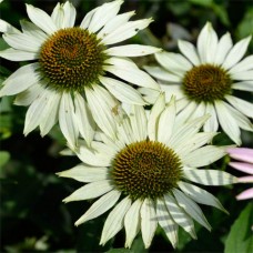 Třapatka Echinacea(bílá, Alba)