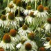 Třapatka Echinacea(bílá, Alba)