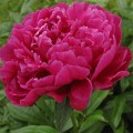 Pivoňka lékařská - Paeonia